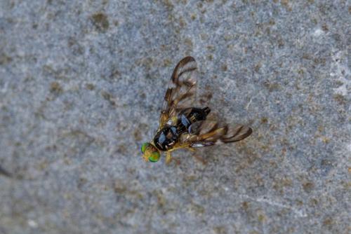Réf. 226 798 : Euleia separata